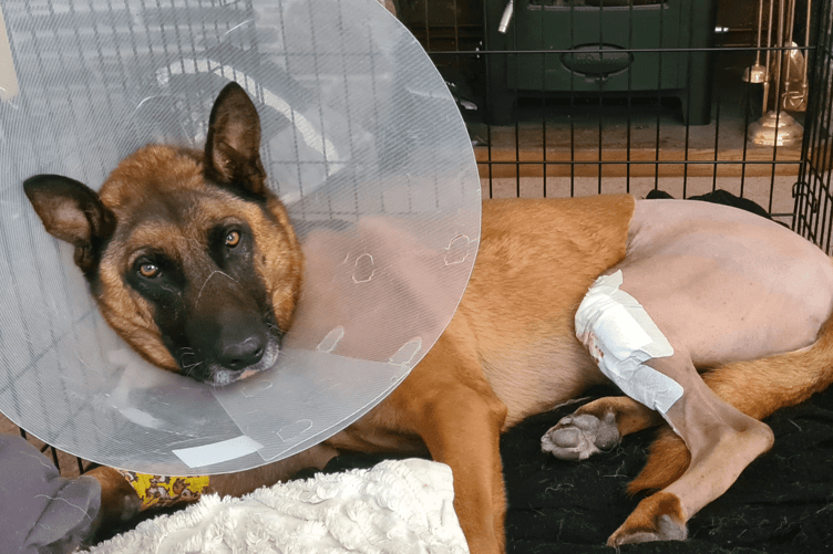 The Foundation covered the cost of repairing Max’s other cruciate ligament when, two years into his retirement, it also ruptured. Picture: Thin Blue Paw