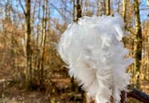 Discover the Role of Fungi in Christmas