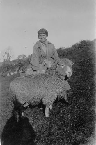 Higher Coombe Farm, East Allington - Lady with sheep and lambs in field