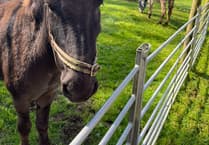 Pippin's Amazing Coca-Cola Recovery