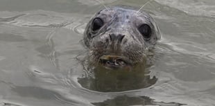 The Seal Project warns against getting too close to seals