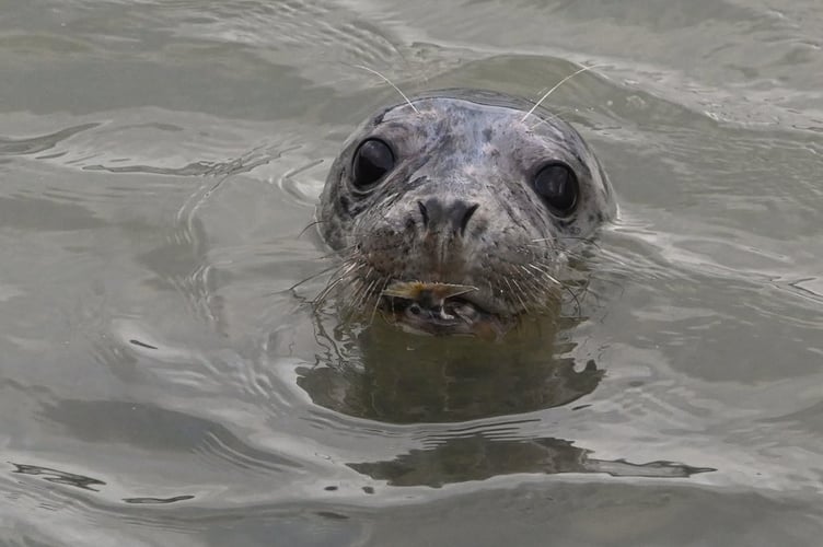 A seal makes herself known
