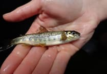River Teign sees salmon spawning success