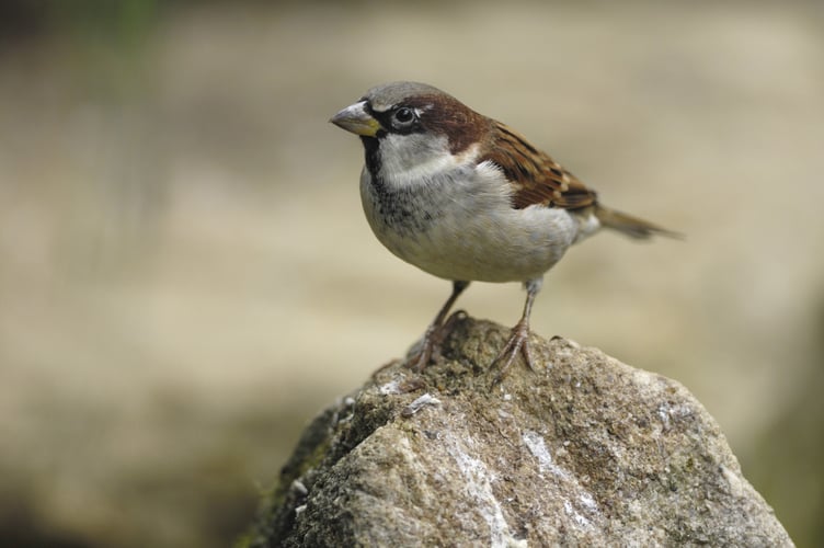 House Sparrow