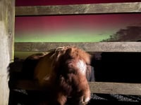 Northern Lights at Mare and Foal Sanctuary