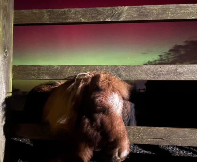 Northern Lights at Mare and Foal Sanctuary