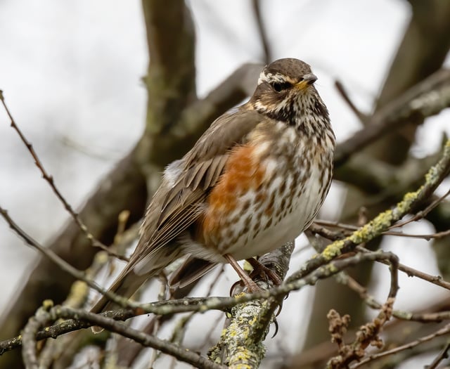Nature Diary by Alice Henderson | A Back Lane Bimble