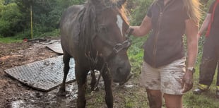 Tails from South Moor by Vet Jess MacPhail | Stuck in the Muck 