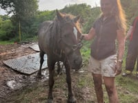 Tails from South Moor by Vet Jess MacPhail | Stuck in the Muck 