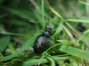 Rare oil beetles found in South Hams