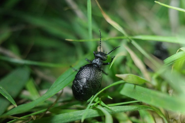 Mediterranean oil beetle (©Rob Skinner)