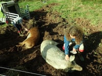 Nature Diary by Ruth Saunders | Rootling for Nature 