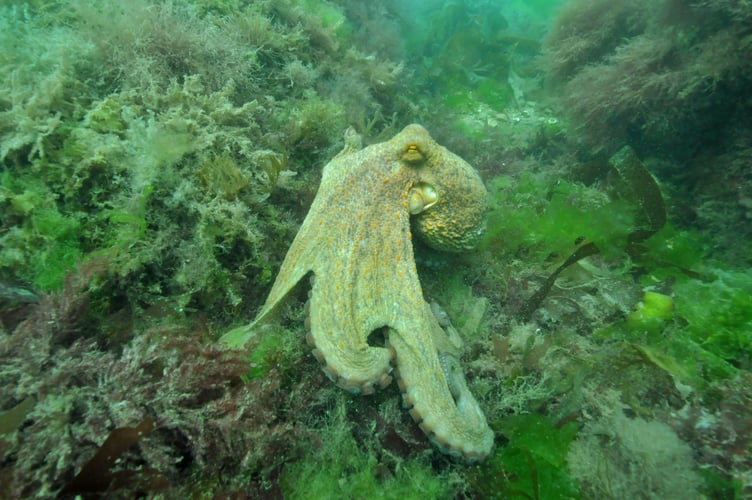 An Octopus bloom is continuing in Devon and Cornwall.