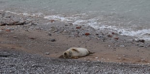 Public urged to keep clear of grey seal on South Devon beaches