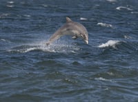 Spot marine wildlife at Bolberry Down