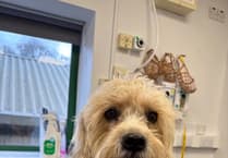 Common eye ulcers in dogs: Vet advice