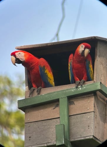 Scarlet Macaws in their nest box - Elaine Hitch