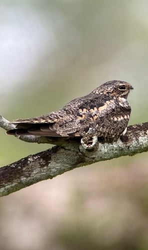 Nighthawk  - Elaine Hitch