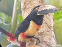 Nature Diary by Mike Hitch | A journey through Costa Rica's wildlife