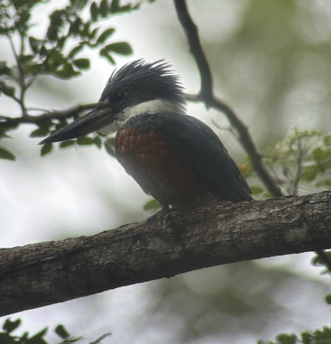 Ringed kingfisher - Elaine Hitch