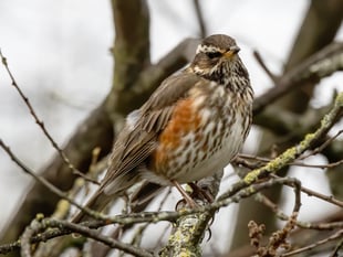 Nature Diary | Nature's Early 2026 Changes Observed
