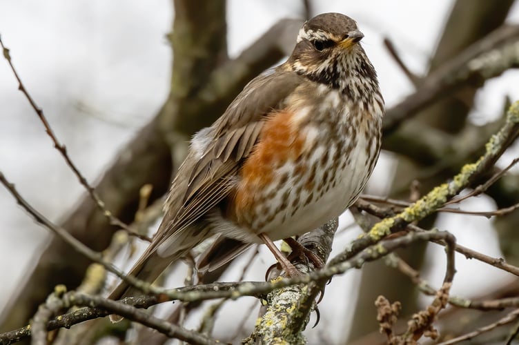 Redwing - Image by TheOtherKev from Pixabay