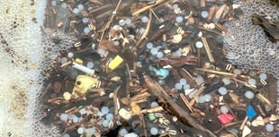 Nature Diary by Gary Jolliffe | Rise in seabird deaths in South Hams