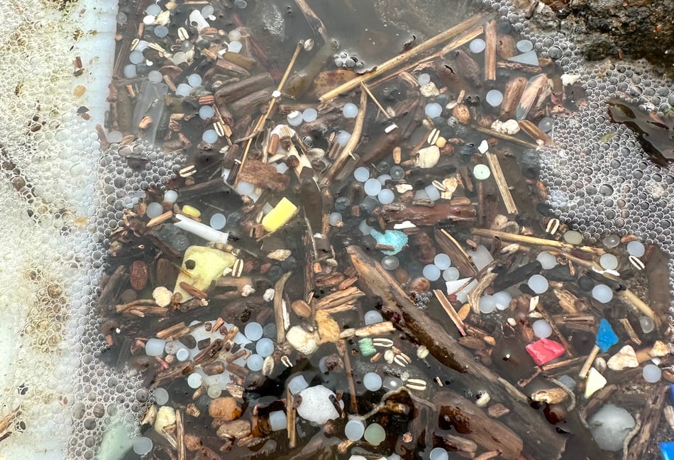 Nature Diary by Gary Jolliffe | Rise in seabird deaths in South Hams