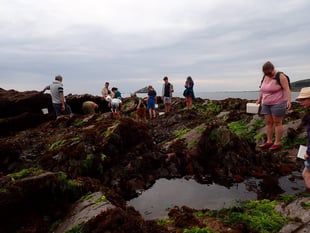 Join Devon Wildlife Trust's Shoresearch Survey at Wembury Beach