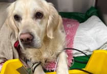 Tails from South Moor by Lucy Morrison | A Valentine's Day Surprise