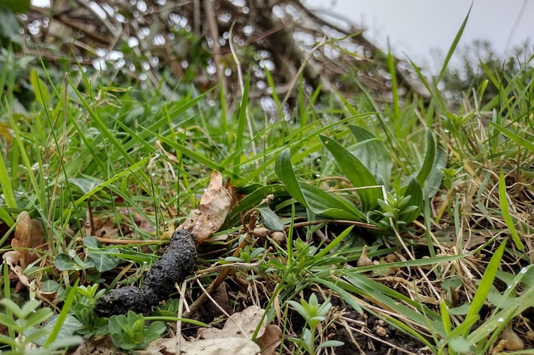 A 'present' from a prickly nocturnal visitor!