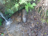 Three empty bombs found dumped in Hemerdon stream