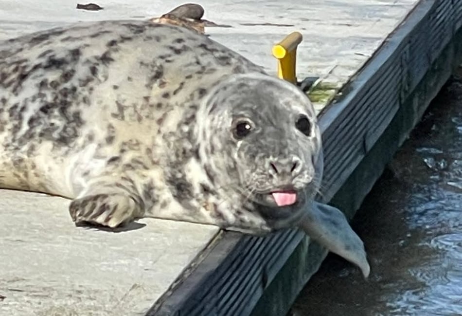 Dart Harbour celebrates International Seal Day with resident animals
