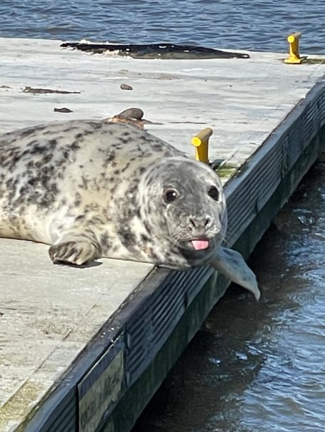 A cheeky seal 