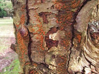 'Killer fungus' triggers emergency in South Devon