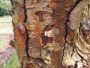 'Killer fungus' triggers emergency in South Devon
