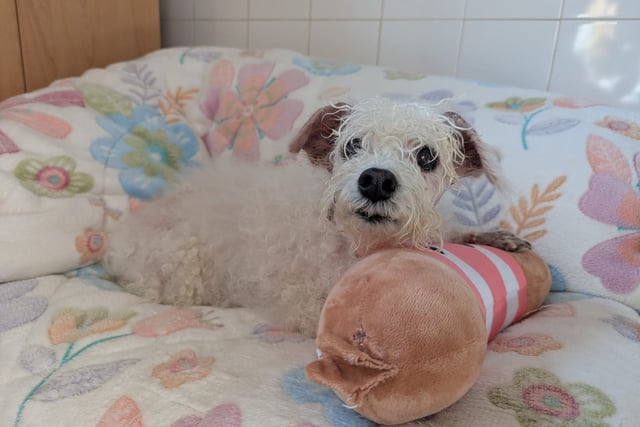 Elderly dog needs £3,000 vet care