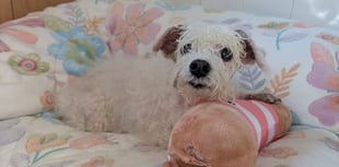 Elderly dog needs £3,000 vet care