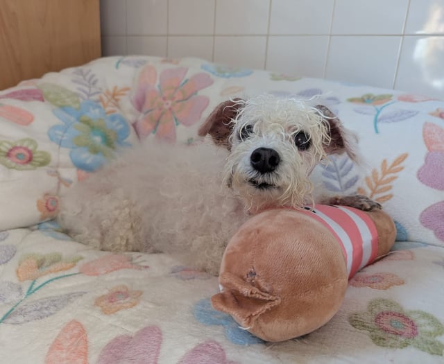 Elderly dog needs £3,000 vet care