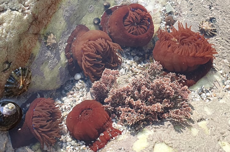 Beadlet Anemones by Alice Henderson