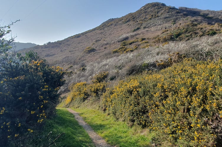 Gorse and Blackthorn in flower by Alice Henderson
