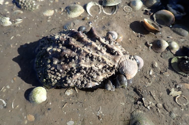 Pacific oyster turned over to clearly show the cockle shell that it settled on
