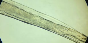 Tails from South Moor by Vet Alice Crilly | A Sight for Sore Eyes