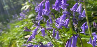 Explore Deer Wood's bluebell weekend with family art activities
