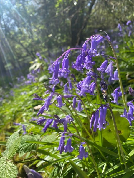 April Bluebells