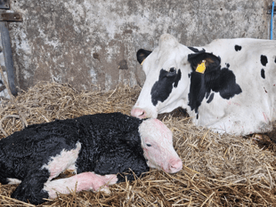 South Moor Cow's Life-Saving Caesarean
