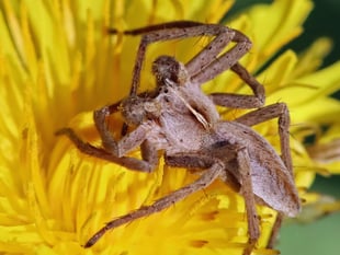 Insect haven at Kingsbridge Community Garden