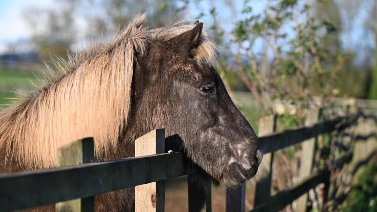 Icelandic Horses thrive at Mare and Foal Sanctuary