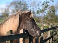 Icelandic Horses thrive at Mare and Foal Sanctuary