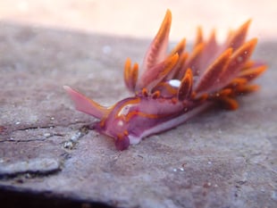 Rare fire-tipped sea slug spotted in Wembury signals climate change